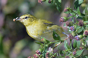 Tennessee Warbler by Alan Lenk