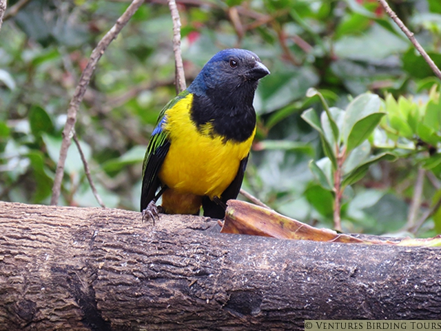 Black-chested Mountain Tanager by Simon Thompson