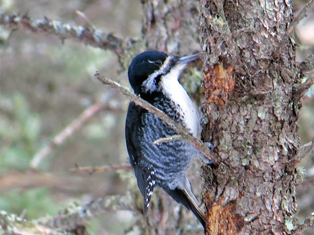 Black-backed Woodpecker by Kevin Burke