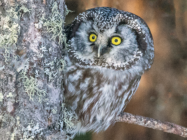 Boreal Owl by Kevin Burke