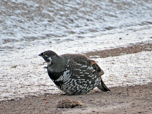 Spruce Grouse by Kevin Burke
