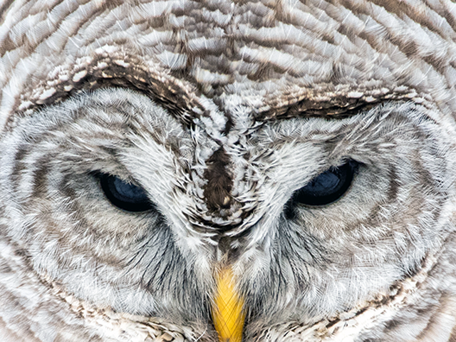 Barred Owl by Martine Stolk