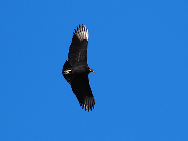 Black Vulture by Simon Thompson