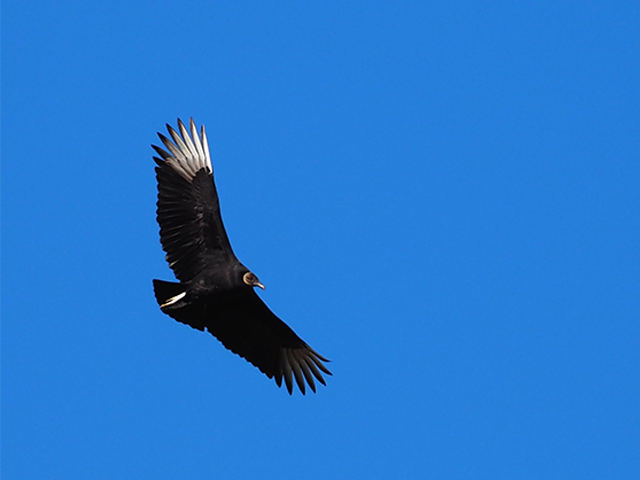 Black Vulture by Ventures Birding