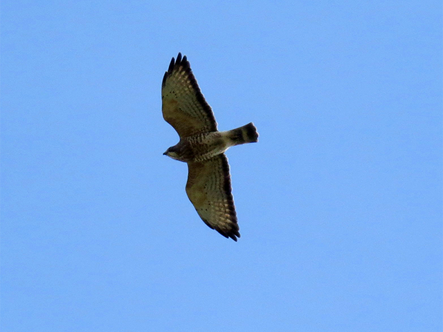 Broad-winged Hawk by Ventures Birding