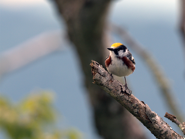 Chestnut-sided Warbler by Ventures Birding