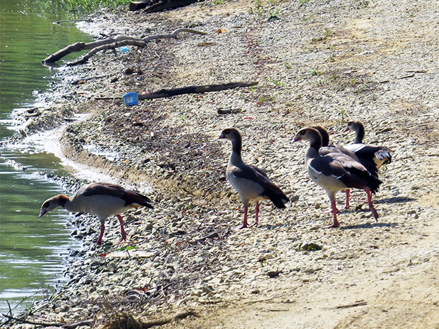 Egyptian Geese by Ventures Birding