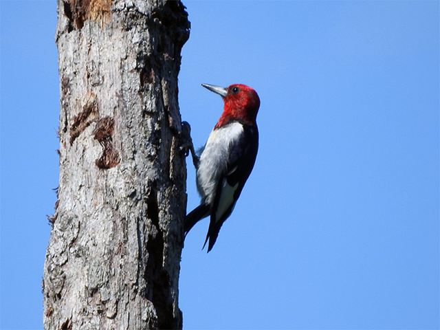 Red-headed Woodpecker by Bob Butler