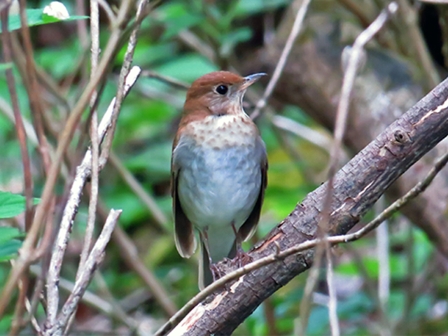 Veery by Keith Watson