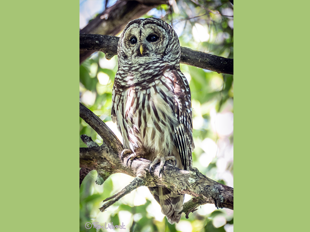 Barred Owl by Alan Lenk