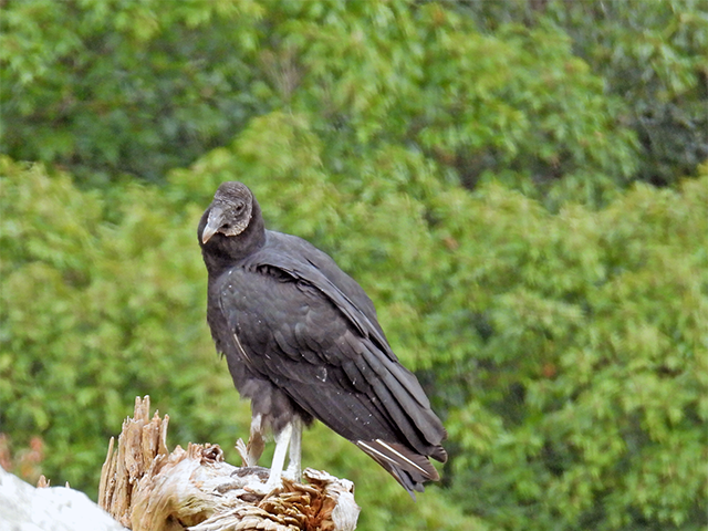 Black Vulture, Hawk Mt, PA- Photo by Bob Butler