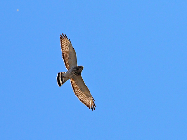 Broad-winged Hawk  by Ventures Birding