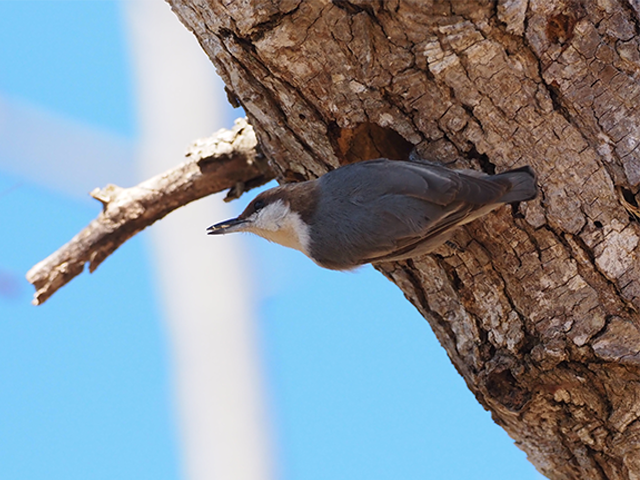 Brown-headed Nuthatch by Ventures Birding