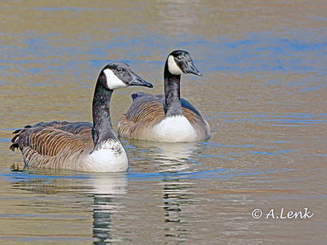 Pair of Canada Geese by Alan Lenk