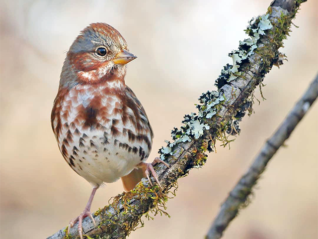 Fox Sparrow by Keith Watson