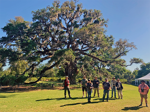 Giant Live Oak at Airlie Gardens in Wilmington by Aaron Steed