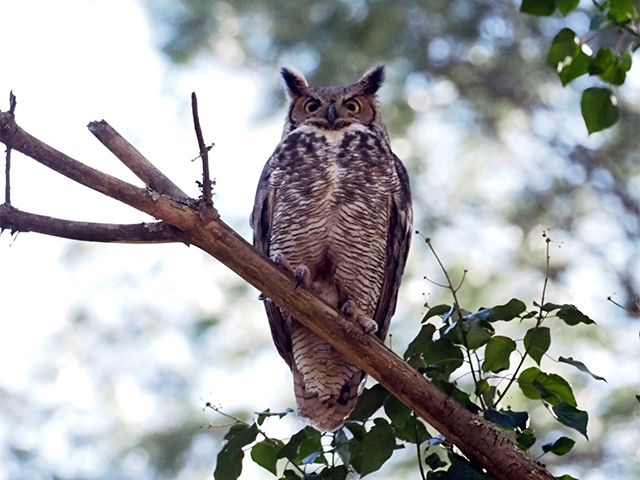 Great Horned Owl by Simon Thompson