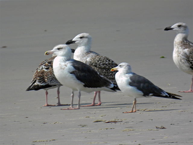 Great and Lesser Black-backed Gulls, Cape Cod, MA- Photo by Bob Butler