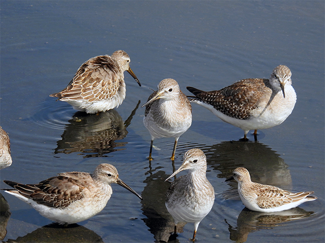 Lesser Yellowlegs, Stilt and Semipalmate-Cape May NJ- Photo by Bob Butler