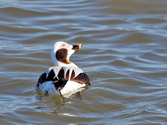 Long-tailed Duck at Virginia Beach by Simon Thompson