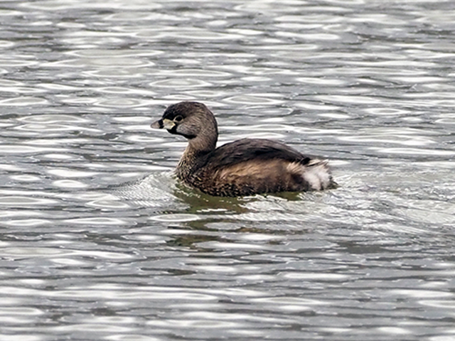 Pied-billed Grebe by Simon Thompson