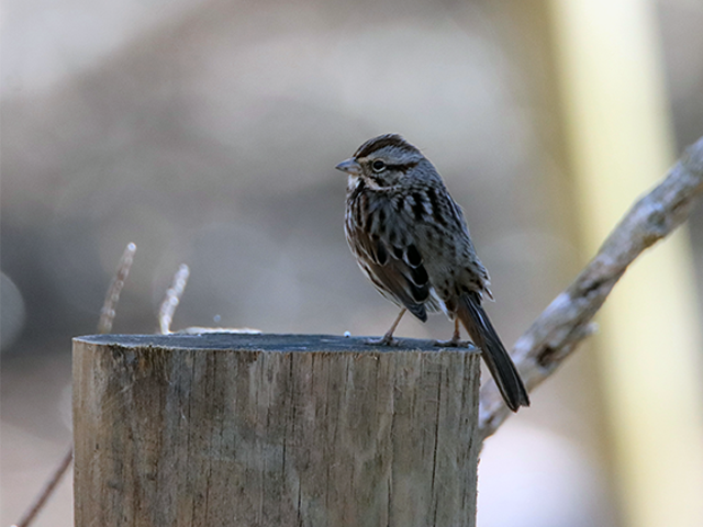 Song Sparrow by Kevin Burke