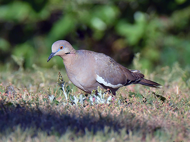 White-winged Dove by Alan Lenk