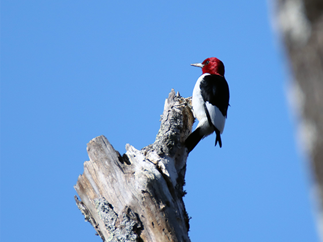 Red-headed Woodpecker by Kevin Burke