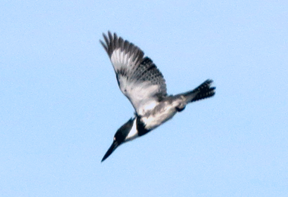 Belted Kingfisher by Ventures Birding Tours