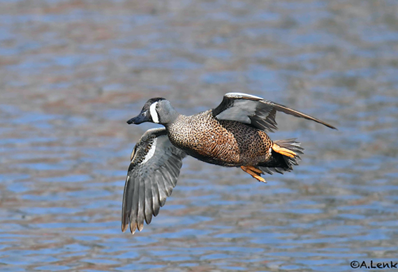 Blue-winged Teal by Alan Lenk
