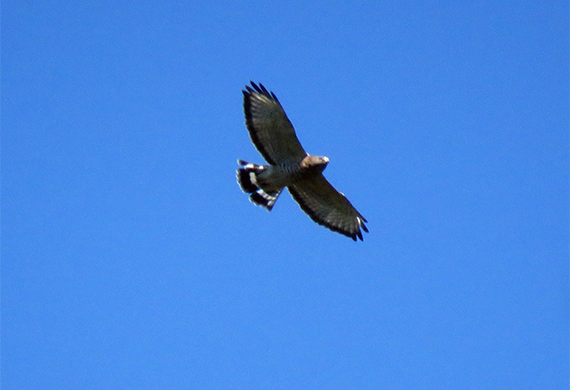 Broad-winged Hawk by Simon Thompson