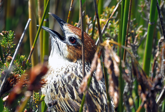 Cape Grassbird by Ventures Birding Tours