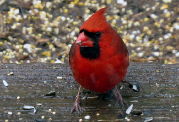 Cardinal by Ventures Birding