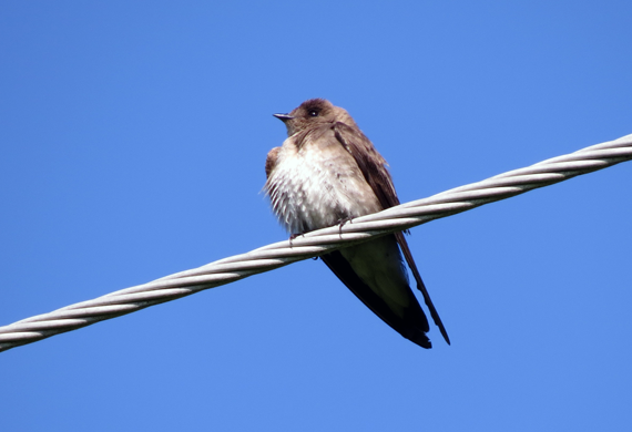 Northern Rough-winged Swallow by Simon Thompson