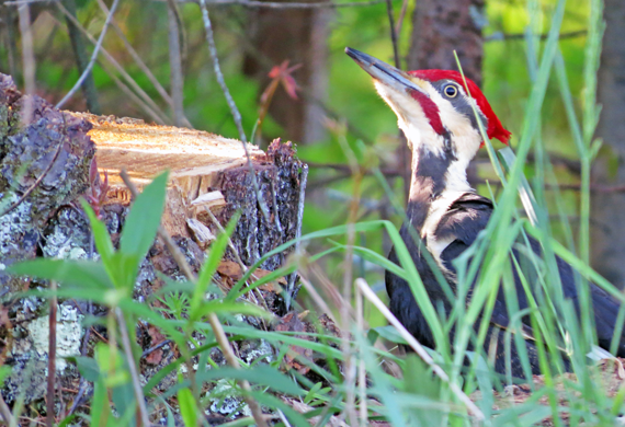 Pileated Woodpecker by Ventures Birding