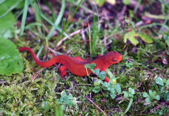Red Salamander by Ventures Birding Tours