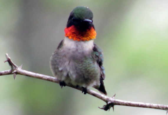 Ruby-throated Hummer by Ventures Birding