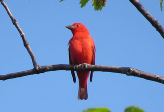 Summer Tanager by Simon Thompson