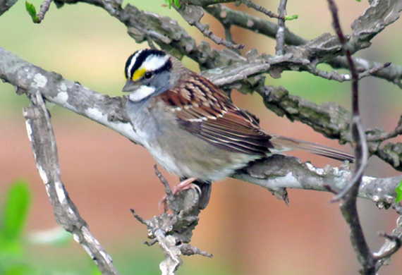 White-throated Sparrow by Simon Thompson