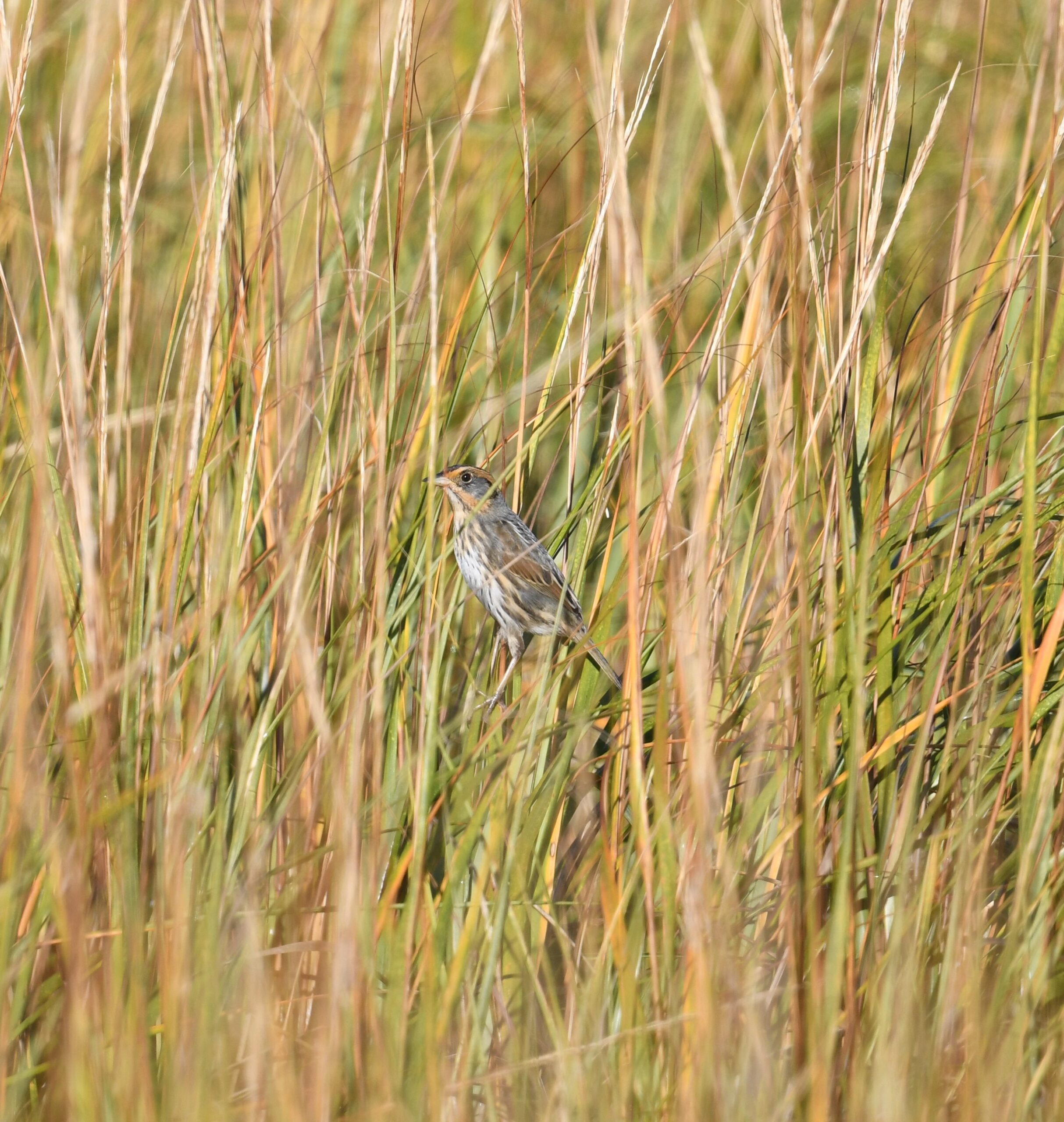 Saltmarsh Sparrow Marsh Point, RI Cindy Stacy